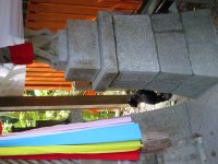 IMG_0825.JPG